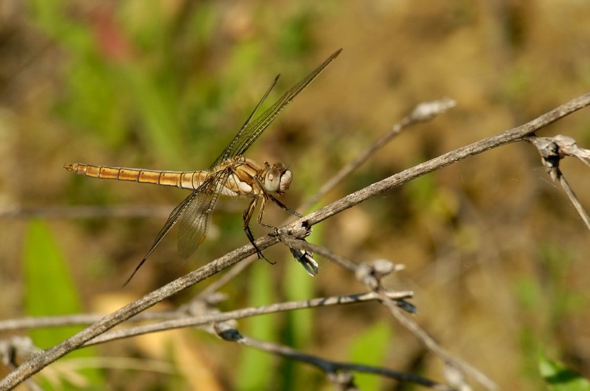 Orthetrum brunneum